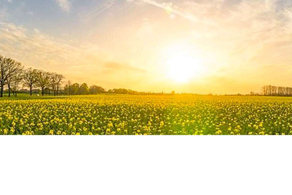Ein weites Feld mit gelben Blumen unter einem klaren Himmel, am Horizont geht die Sonne unter. Der Schein der Sonne wirft ein warmes Licht auf die Szene. Bäume säumen den fernen Hintergrund und verleihen der lebendigen Landschaft eine dunkle Silhouette.