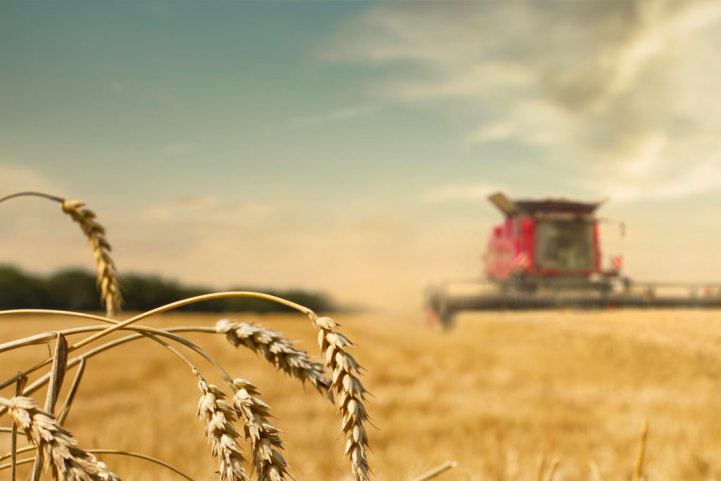 Nahaufnahme von goldenen Weizenhalmen auf einem Feld mit einem verschwommenen roten Mähdrescher im Hintergrund, der unter einem teilweise bewölkten Himmel erntet.