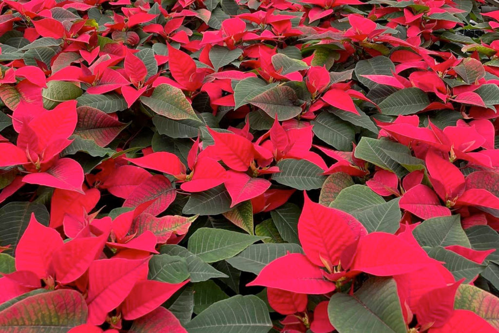 Eine dichte Anordnung von Weihnachtssternen mit leuchtend roten Blättern und dunkelgrünem Laub, die das gesamte Bild ausfüllen. Die Weihnachtssterne sind dicht beieinander angeordnet und zeigen ihr farbenfrohes und festliches Aussehen.