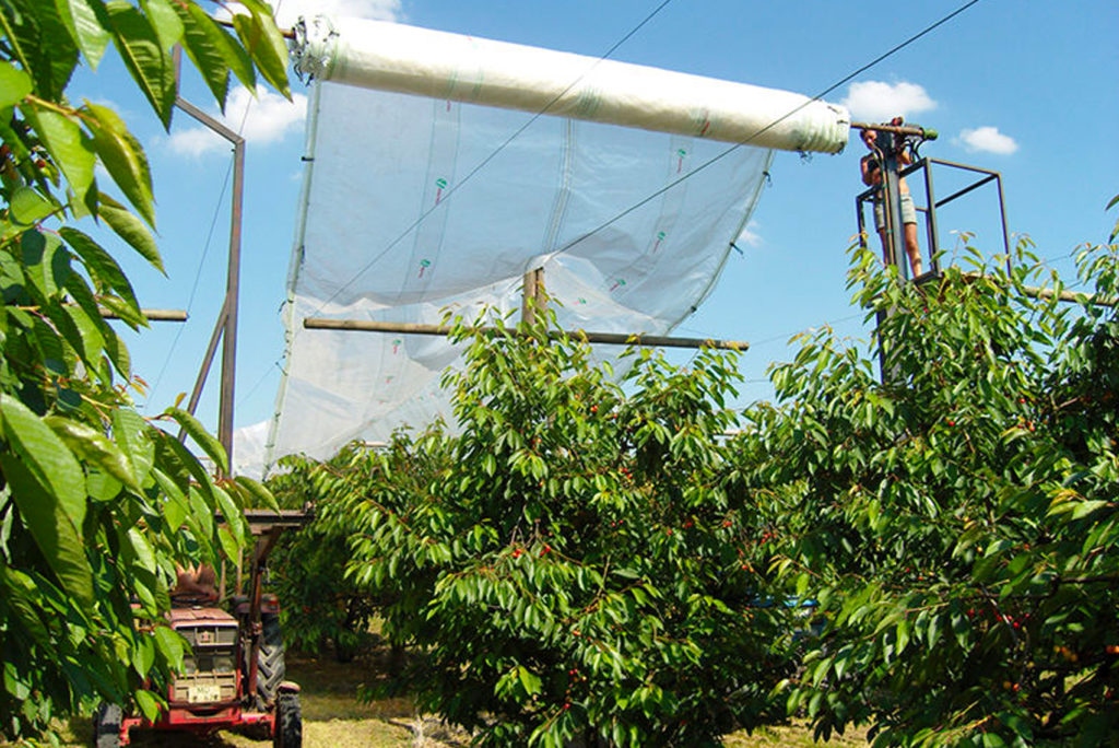 Ein Traktor in einem Obstgarten hebt eine große Schutzplane über die Kirschbäume. Der Himmel ist klar und die Konstruktion scheint die Pflanzen vor Umwelteinflüssen zu schützen.
