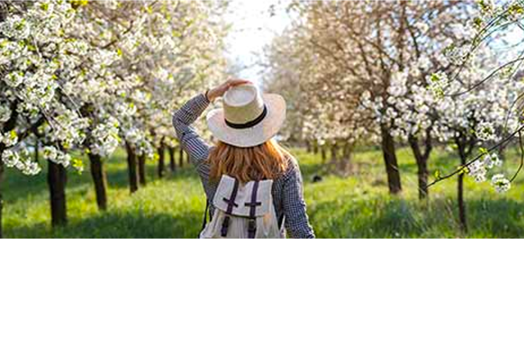 Eine Person mit Strohhut und Rucksack geht durch einen Obstgarten mit blühenden Bäumen. Sonnenlicht fällt durch die Zweige und beleuchtet das grüne Gras und die weißen Blüten.