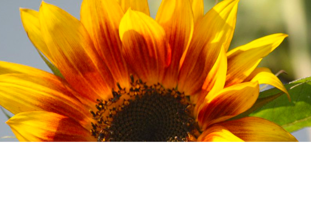 Nahaufnahme einer leuchtenden Sonnenblume mit gelben und orangefarbenen Blütenblättern und einer dunkelbraunen Mitte. Das sanfte Sonnenlicht hebt die Blütenblätter hervor und im Hintergrund sind einige grüne Blätter zu sehen.