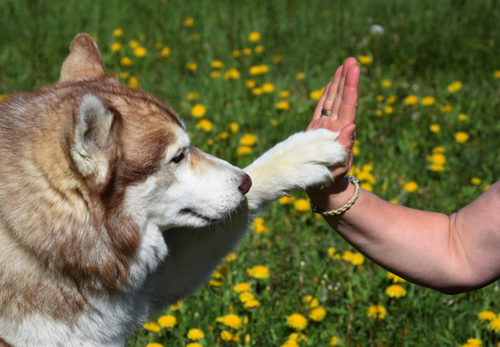 Ein braun-weißer Husky gibt einer Person auf einer Wiese mit gelben Blumen ein High Five. Die Pfote des Hundes berührt sanft die Hand der Person und sorgt so für einen spielerischen und liebevollen Moment.