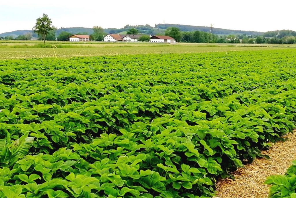 In der Ferne erstreckt sich ein üppiges grünes Erdbeerfeld mit Reihen von Pflanzen. Im Hintergrund sind weiße Gebäude mit roten Dächern und eine Baumreihe vor einem leicht bewölkten Himmel zu sehen.