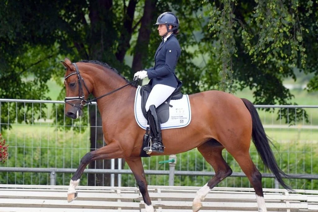 Eine Person in Reitkleidung, einschließlich Helm und Handschuhen, reitet ein braunes Pferd in einer Dressurarena. Das Pferd ist mitten im Schritt und im Hintergrund sind Bäume zu sehen. Der Reiter behält eine konzentrierte Haltung bei.