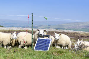Schafe versammeln sich neben einem kleinen Solarpanel, das an einem elektrischen Zaun auf einer Wiese befestigt ist. Im Hintergrund sind sanfte Hügel unter einem klaren blauen Himmel zu sehen.