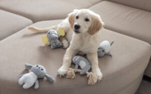 Ein Golden Retriever-Welpe sitzt auf einem beigen Sofa, umgeben von Plüschtieren, darunter ein grauer Elch, ein Schaf, eine Robbe und ein Kaninchen. Die gemütliche Umgebung unterstreicht die spielerische und entspannte Atmosphäre.